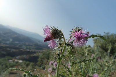 Close-up of thistle against sky