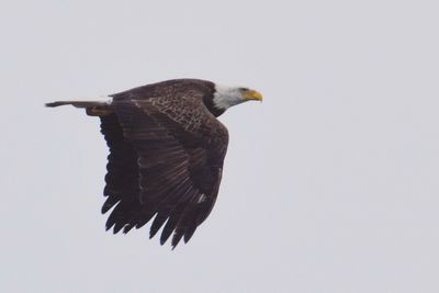 Low angle view of eagle flying against clear sky