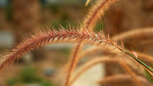 Close-up of fresh plant