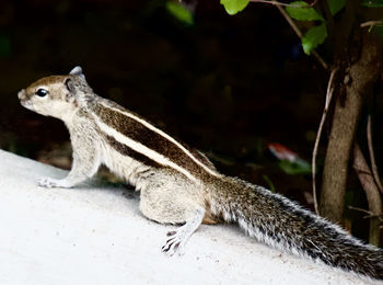 Close-up of squirrel on rock