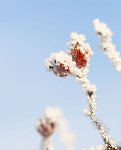 Low angle view of frozen plant against sky