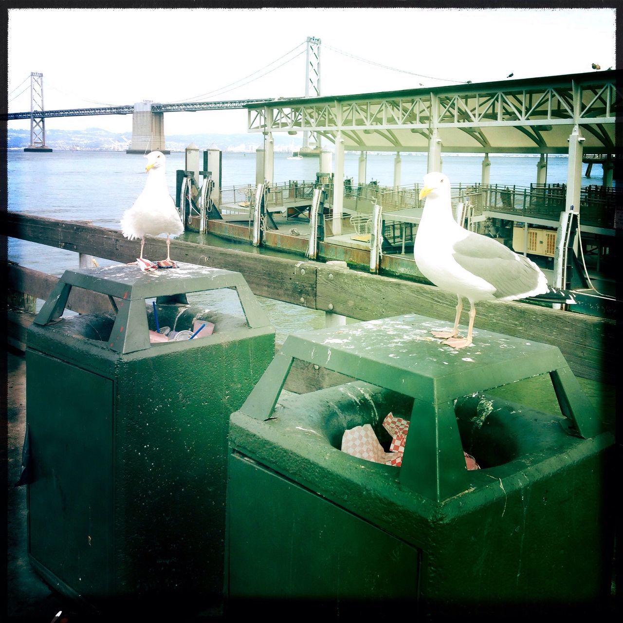 bird, animal themes, seagull, built structure, architecture, transfer print, animals in the wild, wildlife, building exterior, auto post production filter, flying, white color, city, day, outdoors, one animal, sky, no people, perching, clear sky