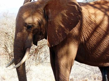 Elephant on landscape