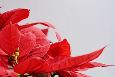 Close-up of red flower