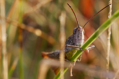 Close-up of insect on leaf