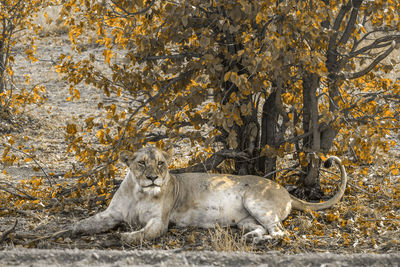 Cat relaxing on tree