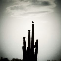 Low angle view of birds perching on wooden post