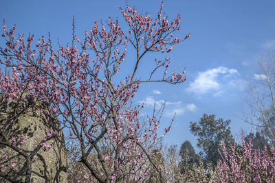 Low angle view of cherry blossoms against sky