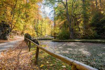 Footpath amidst trees in forest during autumn