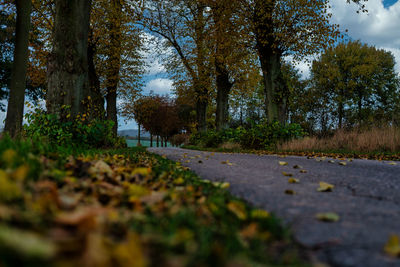 Surface level of road amidst trees during autumn