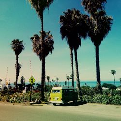 Palm trees against blue sky