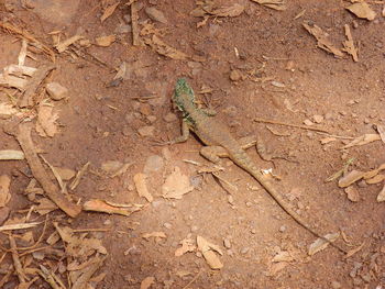 High angle view of lizard on ground