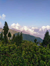 Plants growing on land against sky