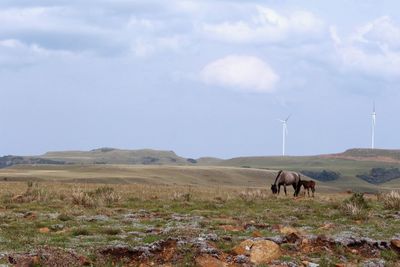 Horses grazing on field against sky