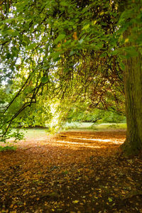 Trees in forest during autumn