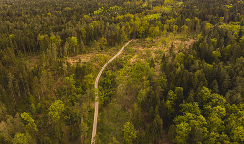 Panoramic view of pine trees in forest