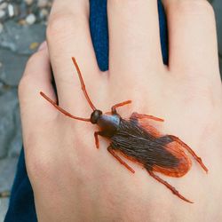 Close-up of human hand holding insect