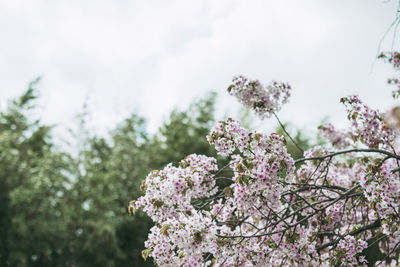 Close-up of pink cherry blossoms in spring