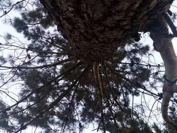 Low angle view of tree in forest