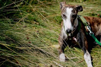 Portrait of dog standing on field