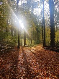 Sunlight streaming through trees in forest during autumn