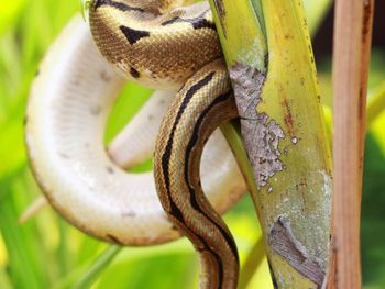 Close-up of snake