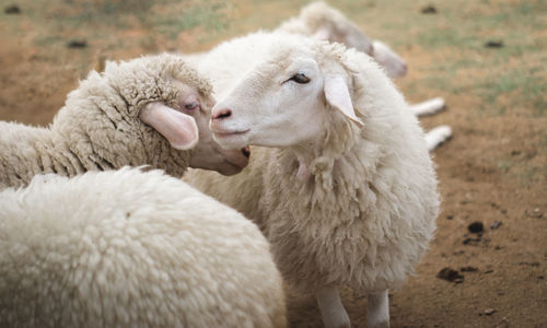 Sheep in a field