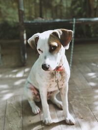 Portrait of dog sitting on hardwood floor