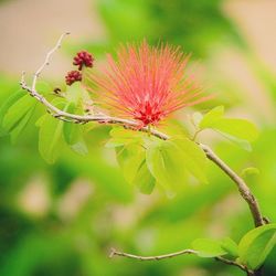 Close-up of flowers