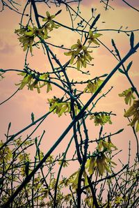 Low angle view of tree against sky