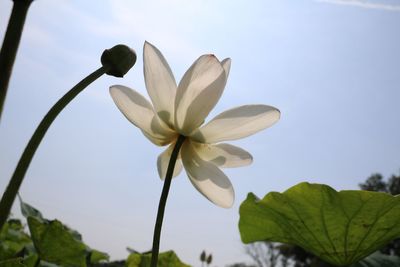 Close-up of white flowering plant