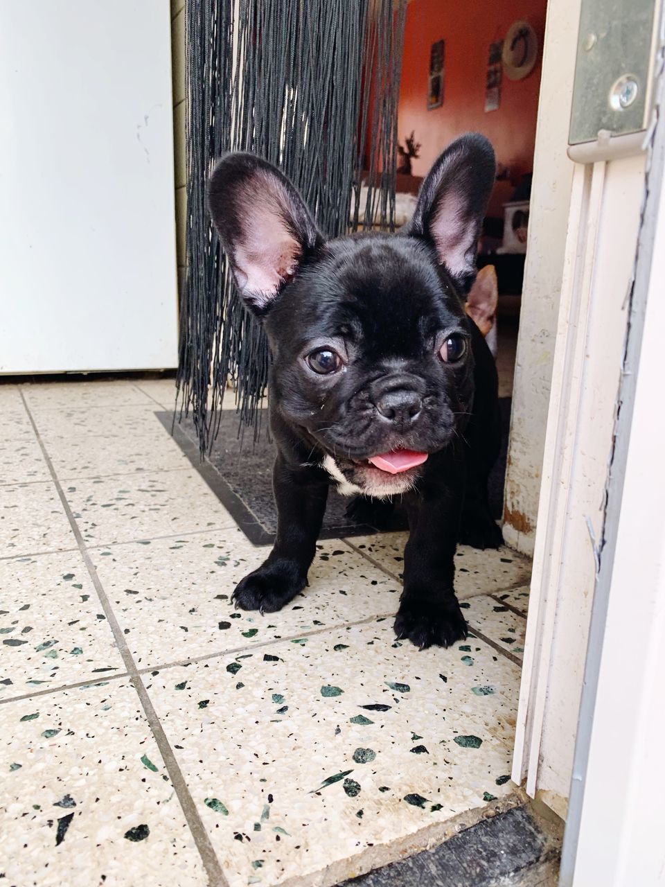 PORTRAIT OF BLACK DOG BY DOOR