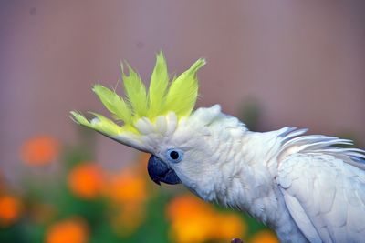 Close-up of parrot