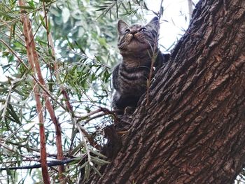 Low angle view of cat on tree against sky