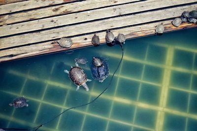 High angle view of insect on wood