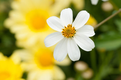 Close-up of white flowering plant