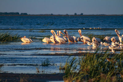 Birds by lake against sky