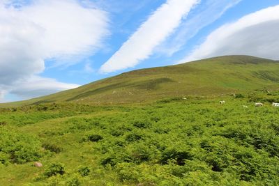 Scenic view of green landscape against sky