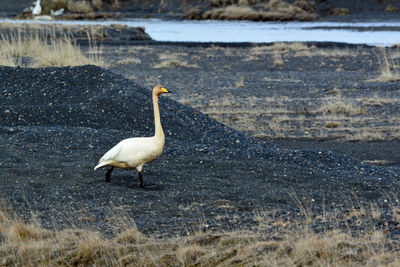 Side view of a bird in the water