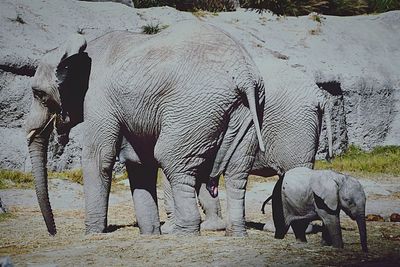 View of elephant standing on field