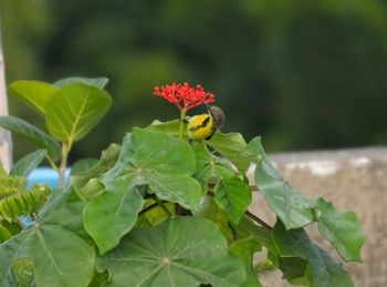 Close-up of butterfly pollinating on flower