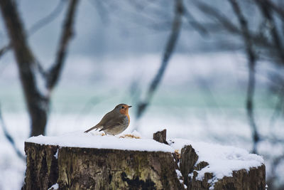 Bird perching on branch in snow