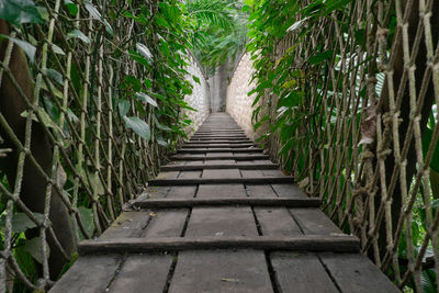 Walkway amidst trees in forest