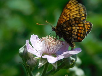 Close-up of butterfly pollinating on flower