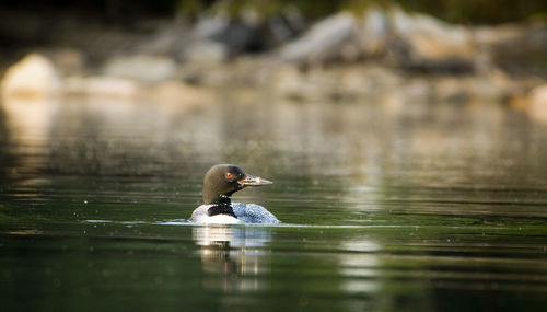 Close-up of common loon swimming in lake