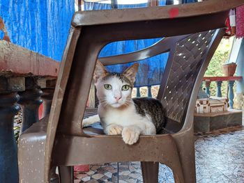 Portrait of grey and white cat sitting on a chair in a village house.