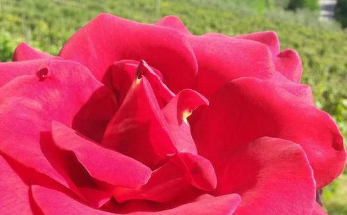 Close-up of pink rose