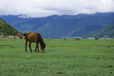 Cows grazing on grassy field