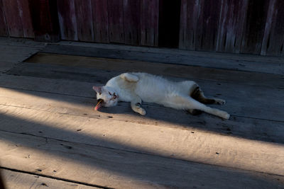 High angle view of stray cat resting on wooden floor