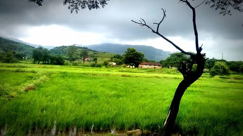 Scenic view of agricultural field against sky